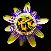 PASSIFLORA, PASSION FLOWER