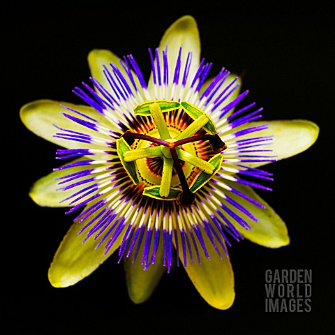 PASSIFLORA_PASSION_FLOWER