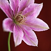 CLEMATIS, CLEMATIS