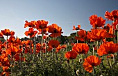 PAPAVER, POPPY