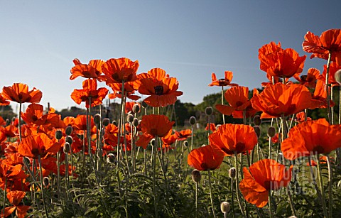 PAPAVER_POPPY