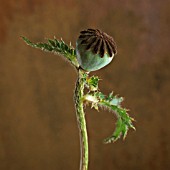 PAPAVER, POPPY