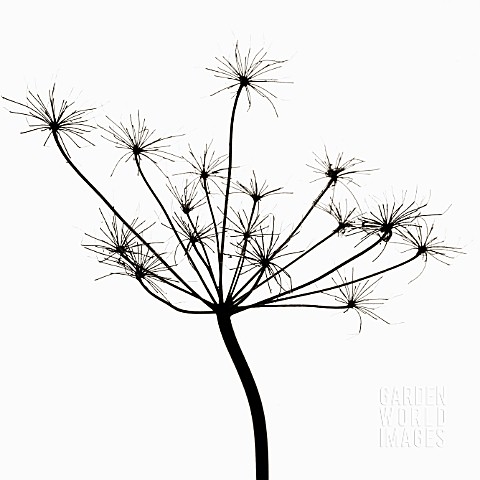 ANTHRISCUS_SYLVESTRIS_COW_PARSLEY