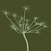 ANTHRISCUS SYLVESTRIS, COW PARSLEY