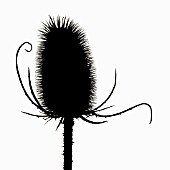 DIPSACUS FULLONUM, TEASEL