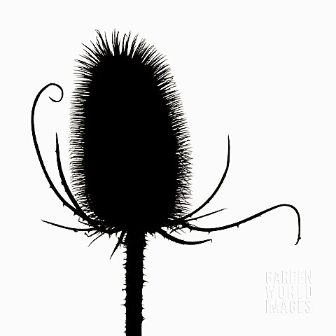 DIPSACUS_FULLONUM_TEASEL