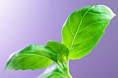 Basil, Ocimum basilicum, Studio shot of green coloured herb against purple background.