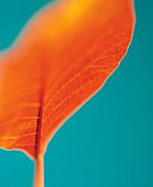 Smoke bush, Cotinus coggygria, Studio shot of orange coloured leaf against green background.