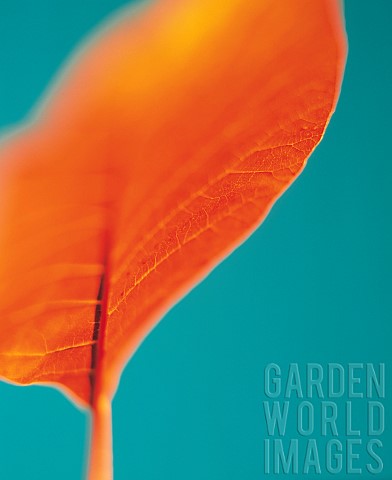 Smoke_bush_Cotinus_coggygria_Studio_shot_of_orange_coloured_leaf_against_green_background