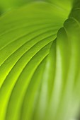 Hosta, Studio close up of green leaf showing pattern.