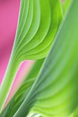 Hosta, Studio close up of green leaf showing pattern.