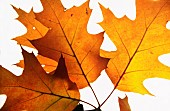 Oak, Pin oak, Quercus palustris, Studio shot of backlit leaves.