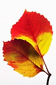 Virginia creeper, Parthenocissus quinquefolia, Studio shot of backlit leaves.