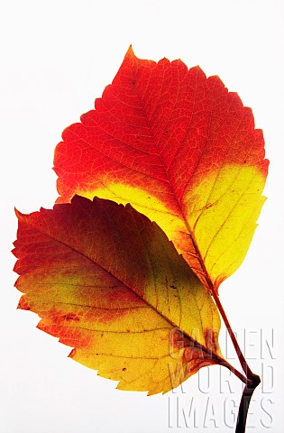 Virginia_creeper_Parthenocissus_quinquefolia_Studio_shot_of_backlit_leaves