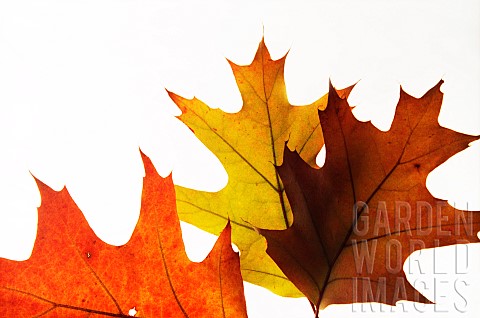 Oak_Pin_oak_Quercus_palustris_Studio_shot_of_backlit_leaves