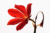 Scarborough lily, Cyrtanthus elatus, Orange subject, White background.