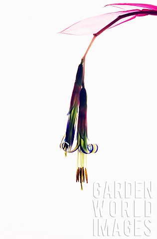 Angels_Tears_Bilbergia_nutans_Studio_cut_out_of_single_colourful_flower_against_a_white_background