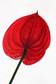 Painters palette, Anthurium andraeanum, Studio shot of red flower fom behind.