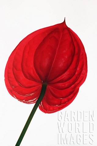 Painters_palette_Anthurium_andraeanum_Studio_shot_of_red_flower_fom_behind