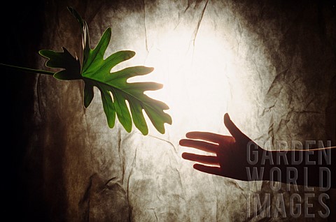 Abstract_of_hand_reaching_for_foliage