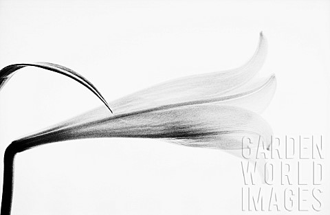 Lily_Lilium_Black__white_studio_shot_from_the_side
