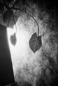 Abstract, Black & white studio shot of leaves and shadow.