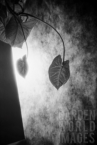Abstract_Black__white_studio_shot_of_leaves_and_shadow