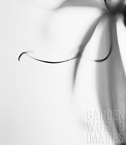 Unidentified_flower_detail_Black__white_studio_shot