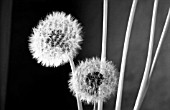 TARAXACUM OFFICINALE, DANDELION CLOCK