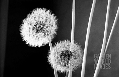 TARAXACUM_OFFICINALE_DANDELION_CLOCK