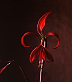 SPREKELIA FORMOSISSIMA, JACOBEAN LILY