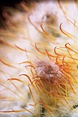 Cactus, Parodia mutabilis, Close up detail of flower stamen.