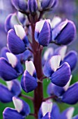 LUPINUS, LUPIN