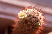 MAMMILLARIA MICROHELIA, CACTUS