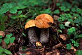 LECCINUM AURANTIACUM, FUNGHI