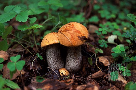 LECCINUM_AURANTIACUM_FUNGHI