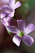 OXALIS TRIANGULARIS, SHAMROCK