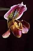 PAPHIOPEDILUM, ORCHID