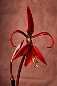 SPREKELIA FORMOSISSIMA, JACOBEAN LILY