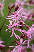 LYCHNIS FLOS-CUCULI, RAGGED ROBIN