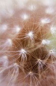 TARAXACUM OFFICINALE, DANDELION CLOCK