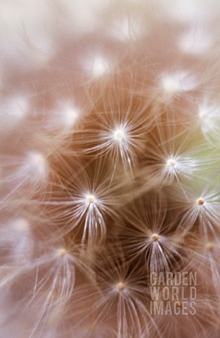 TARAXACUM_OFFICINALE_DANDELION_CLOCK