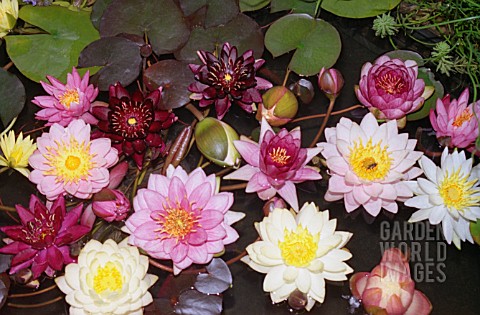 NYMPHAEA_WATERLILY
