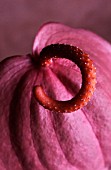 ANTHURIUM SCHERZERIANUM