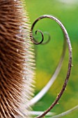 DIPSACUS FULLONUM, TEASEL