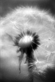 TARAXACUM OFFICINALE, DANDELION CLOCK