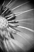 TARAXACUM OFFICINALE, DANDELION CLOCK