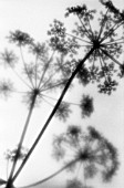 ANTHRISCUS SYLVESTRIS, COW PARSLEY