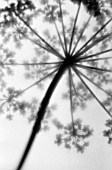 ANTHRISCUS SYLVESTRIS, COW PARSLEY