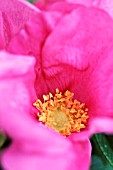 ROSA RUGOSA, ROSE